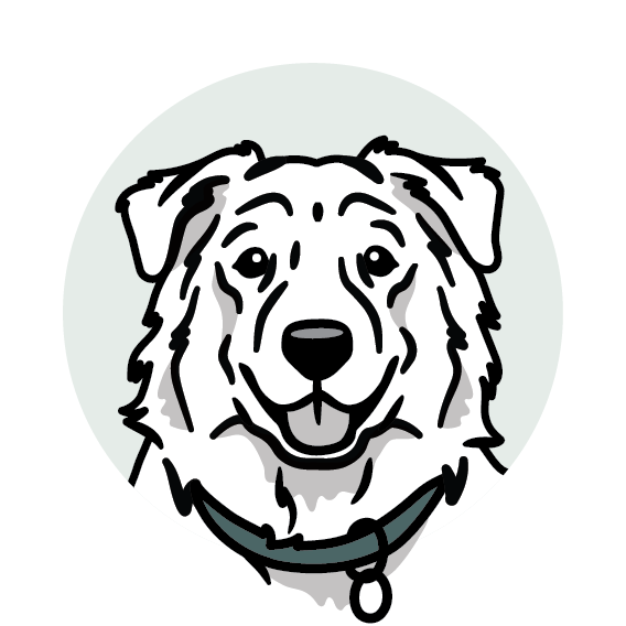 Australian Shepherd