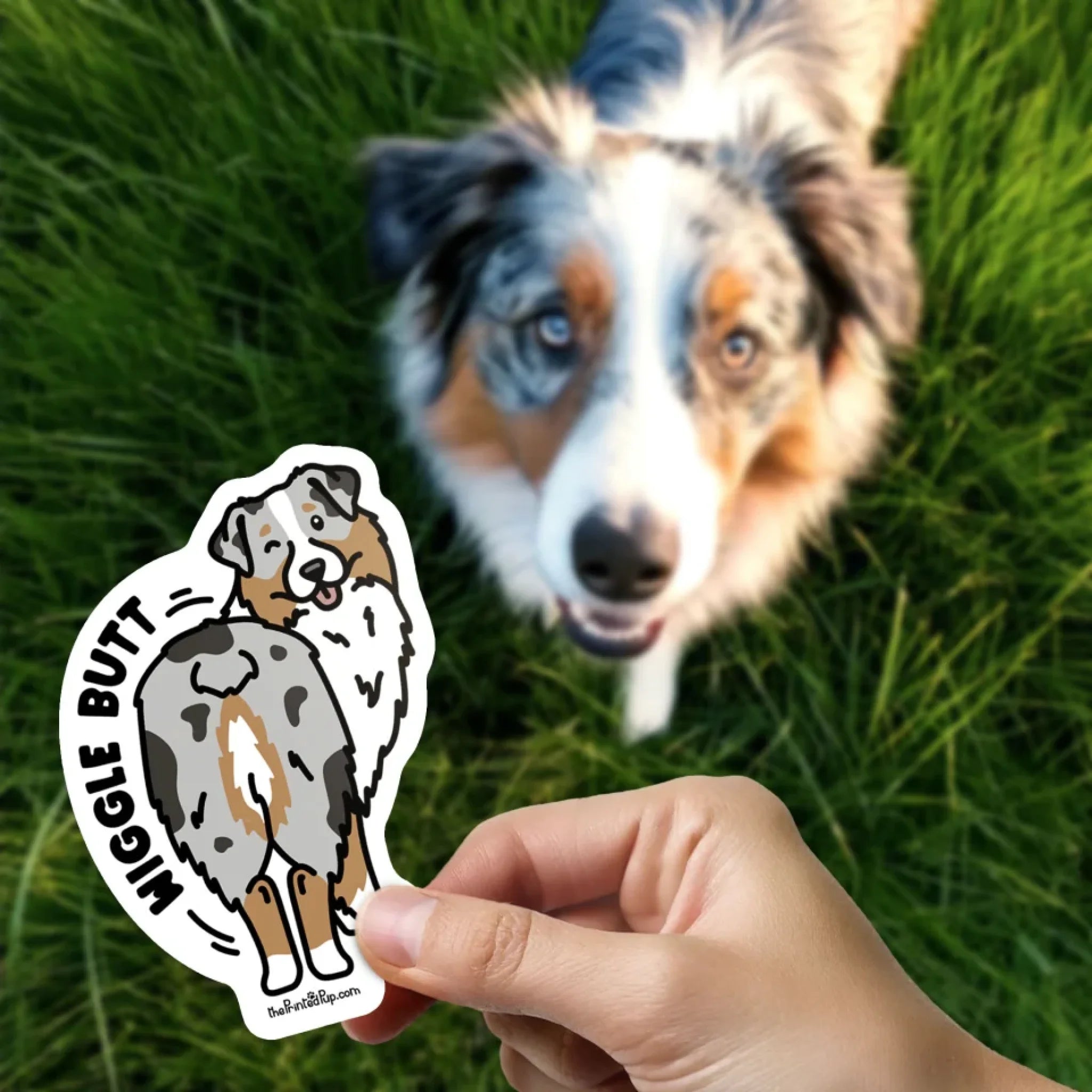 Sticker-on-Finger_Australian-Shepherd